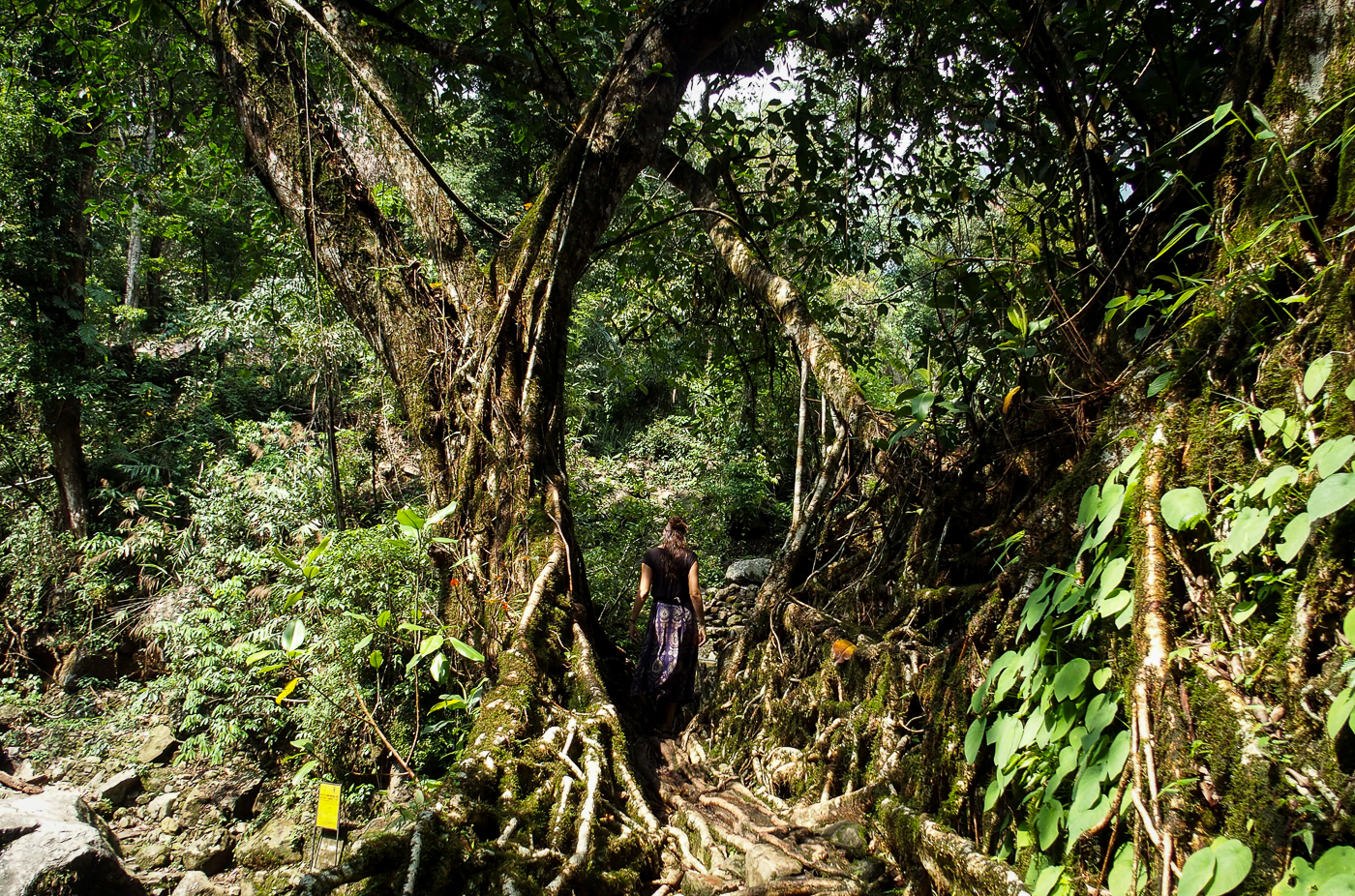 Udomačena džungla v Meghalayi
