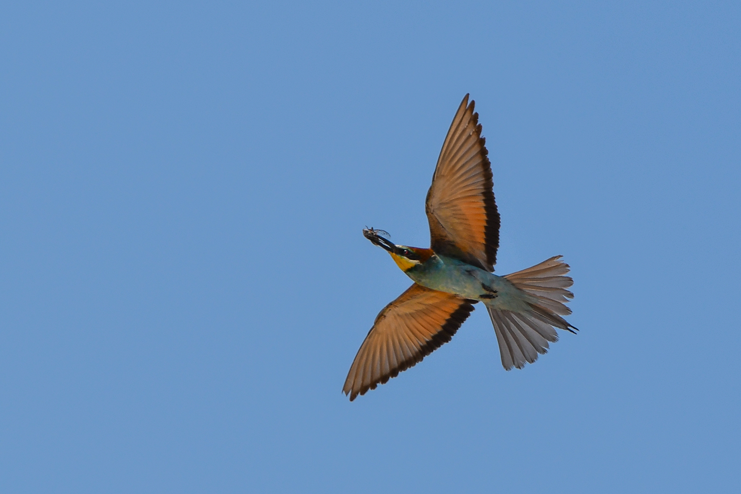 Bee-eaters from Male Srakane 