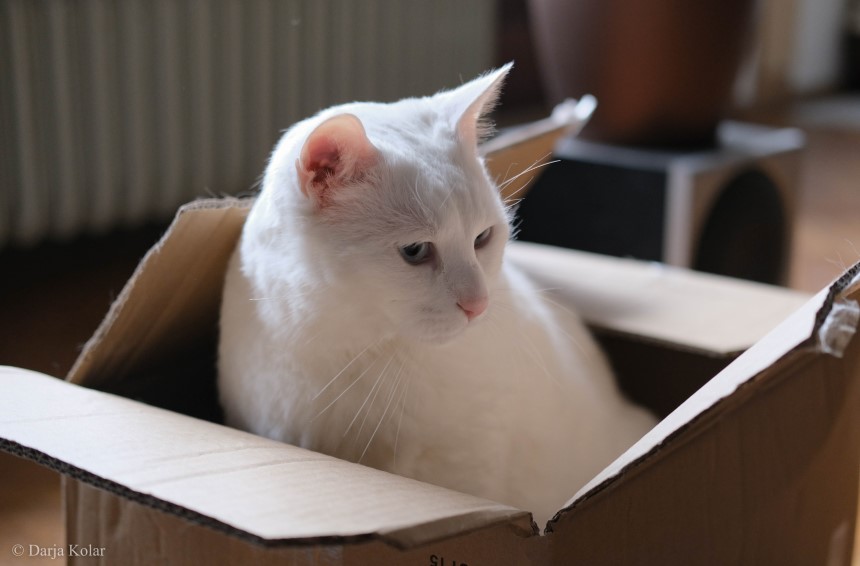 Maček v škatli